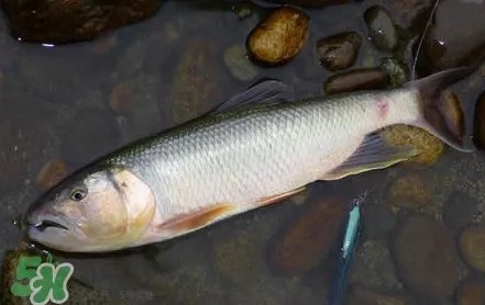 马口鱼是海鱼吗？马口鱼是什么鱼