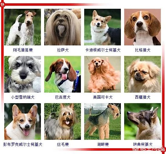 现存的狗狗有450多种,常见的有哪些呢?
