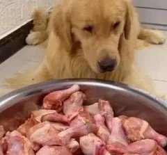 宠物博主让狗当大胃王,该名主播做了什么伤害狗狗的行为?