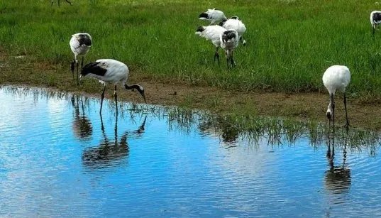 为什么湿地被称为“地球之肾?