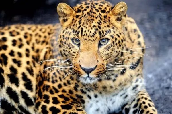 杭州野生动物世界3只金钱豹出逃一案,最后的宣判结果是什么?