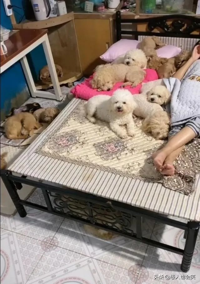 有女人说狗是她的伴侣,狗比人忠诚,比养熊孩子好,你怎么看?