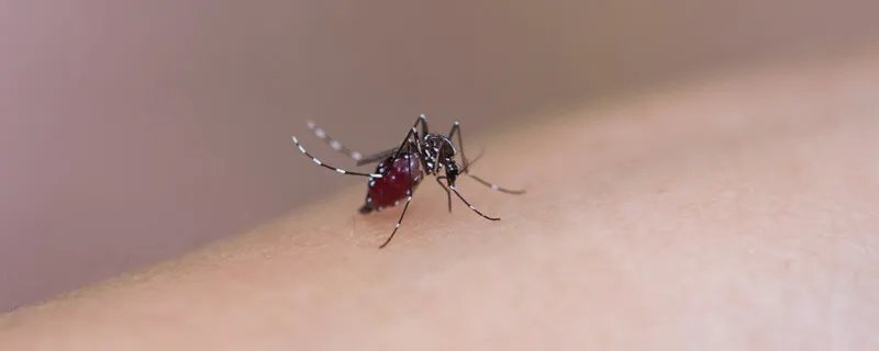 怎么灭蚊子