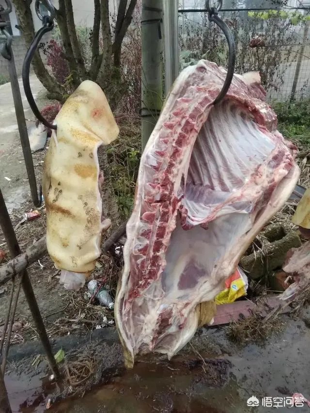 如何鉴别正宗的巴马香猪?