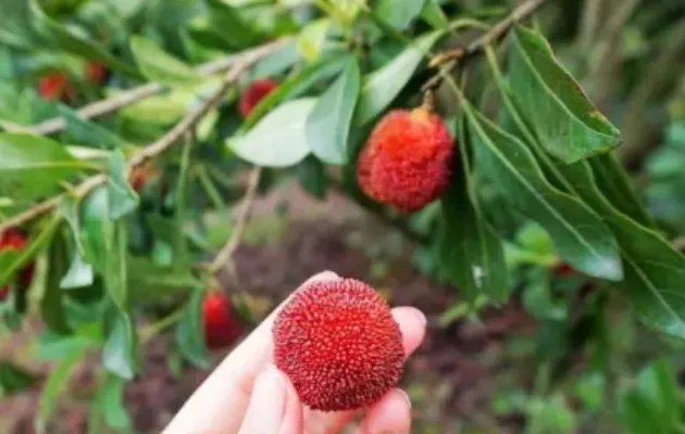东魁杨梅好吃吗?东魁杨梅为什么这么火