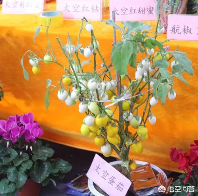 杨凌农高会有哪些新品种？