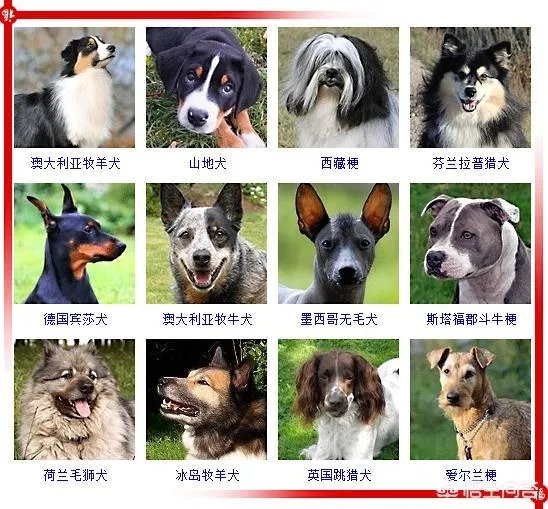 现存的狗狗有450多种,常见的有哪些呢?