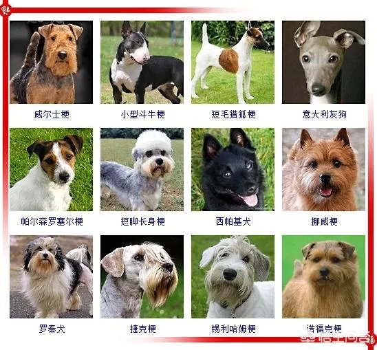 现存的狗狗有450多种,常见的有哪些呢?