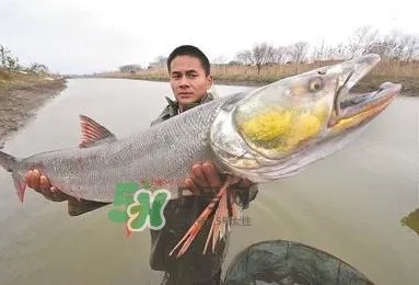 鳡鱼多少钱一斤？野生鳡鱼多少钱一斤