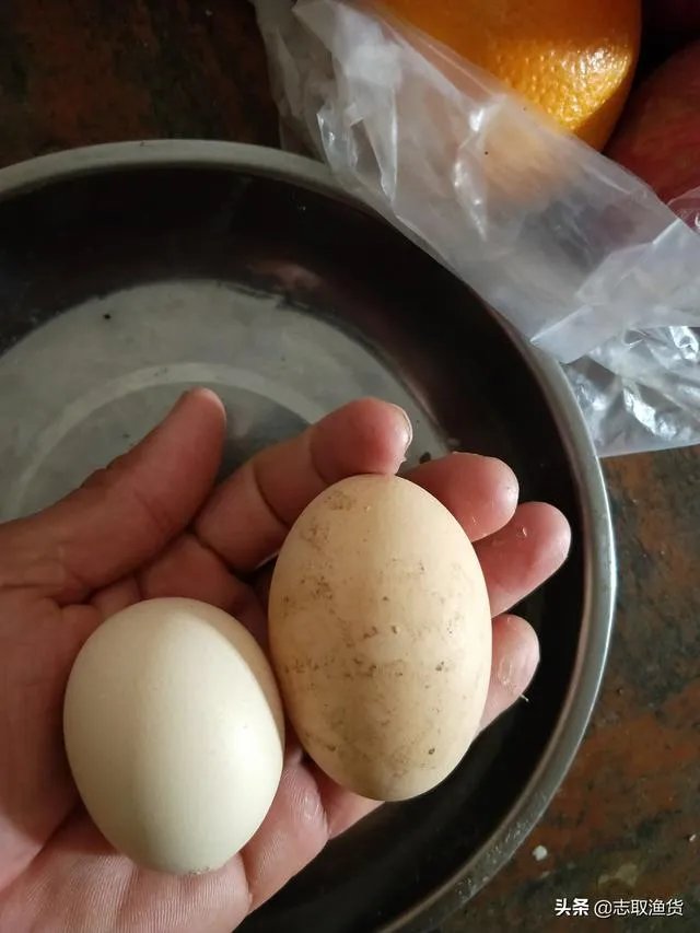 鸡为什么会下双黄蛋?