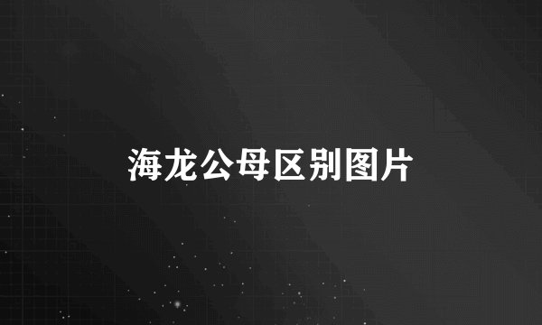 海龙公母区别图片