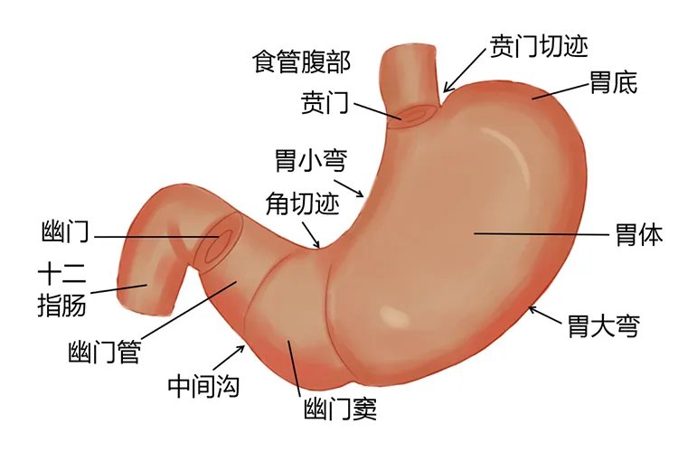 人的肠胃结构图片