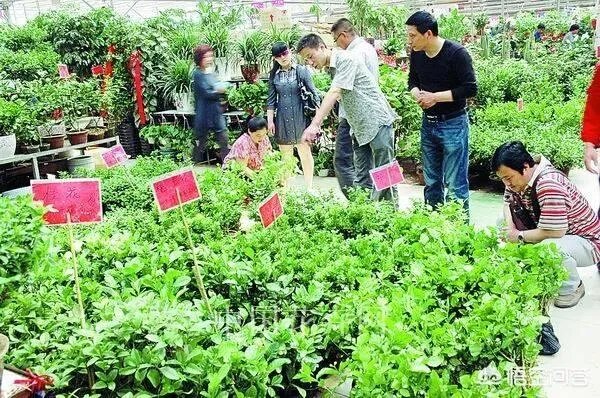 西安有几个花卉市场?