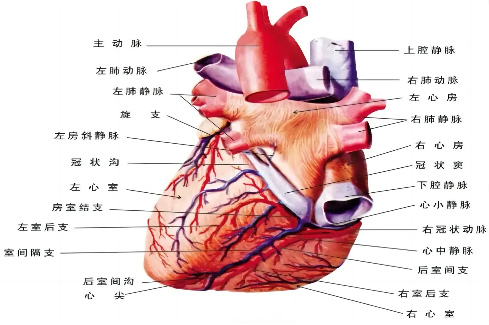 心脏血管分支图解