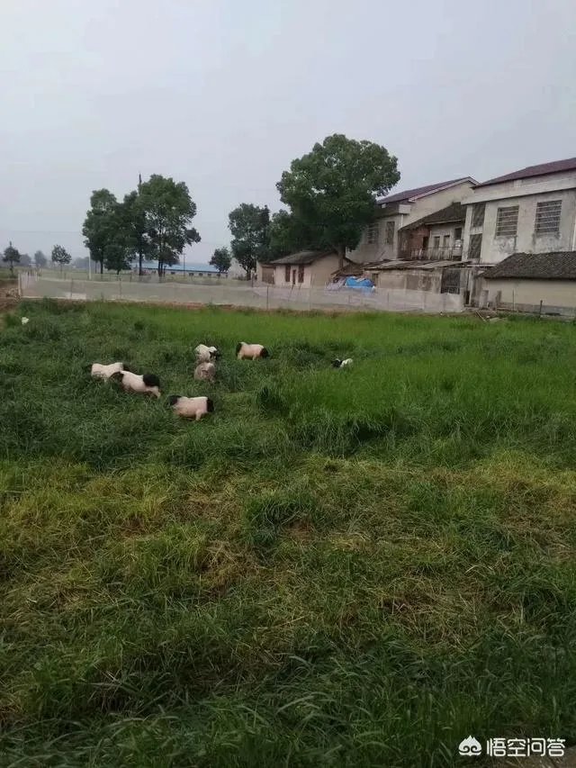 如何鉴别正宗的巴马香猪?