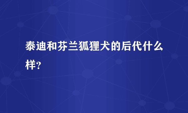 泰迪和芬兰狐狸犬的后代什么样？