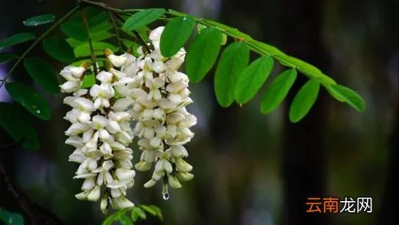 槐树花有毒吗
