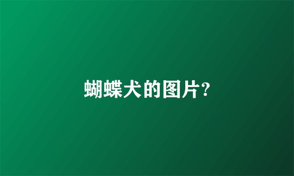 蝴蝶犬的图片?