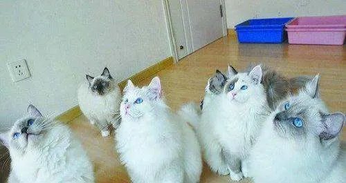 白色毛蓝眼睛的猫是什么品种?