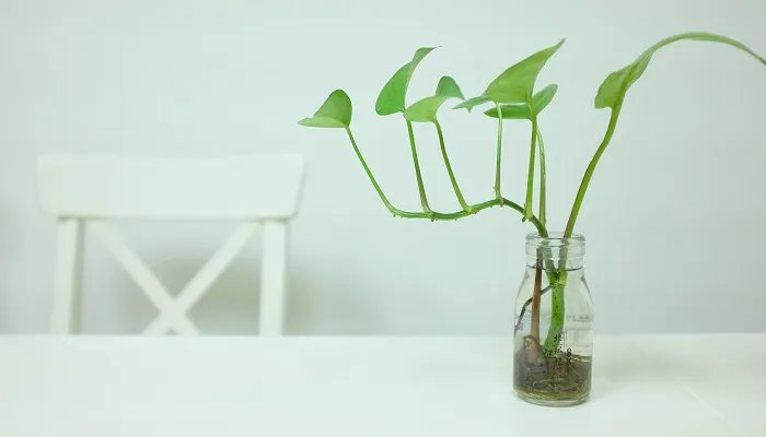 绿萝怎么养才能更旺盛