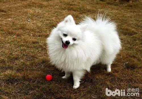 博美犬,大概多少钱一只呀??
