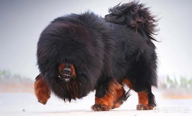 三只经过训练的藏獒与一只成年野生老虎打架谁赢？