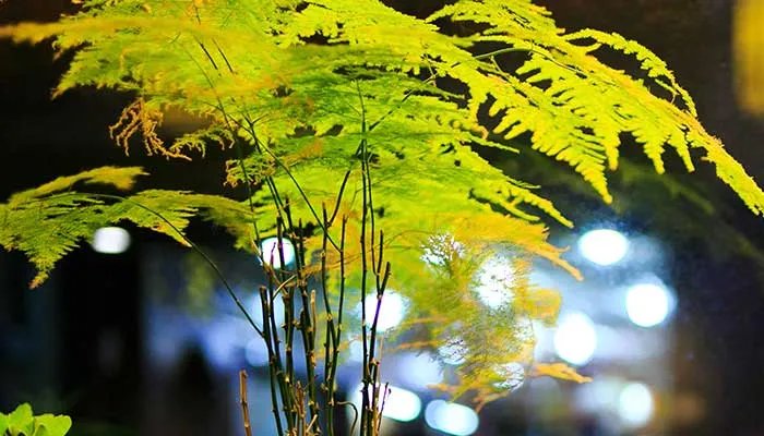 文竹的养殖方法和注意事项