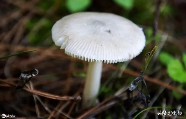 鸡枞与白毒伞的区别是什么?