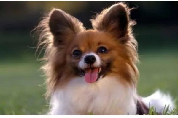 如何判断是蝴蝶犬幼犬