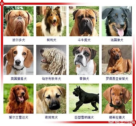现存的狗狗有450多种,常见的有哪些呢?