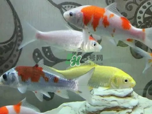 锦鲤有什么寓意?锦鲤代表什么意思