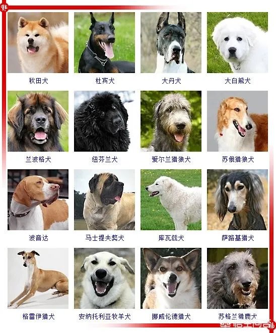 现存的狗狗有450多种,常见的有哪些呢?