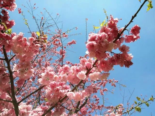 大理大学的樱花真的很多吗?好看吗?