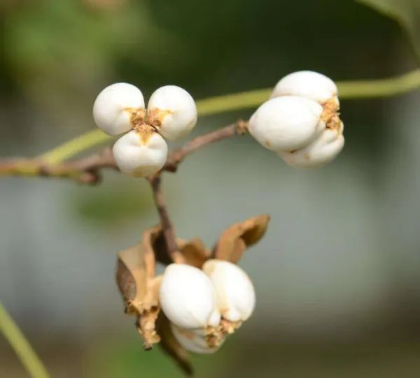 梓字的意思和含义