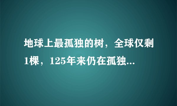 地球上最孤独的树，全球仅剩1棵，125年来仍在孤独等待女友