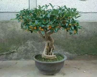 桂花现在移植好吗?
