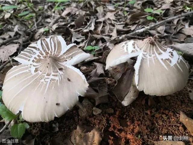 鸡枞与白毒伞的区别是什么?