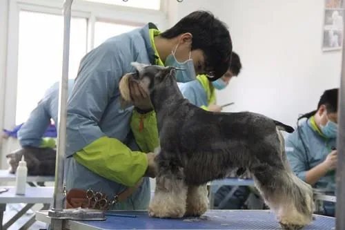宠物美容师培训班多少钱?