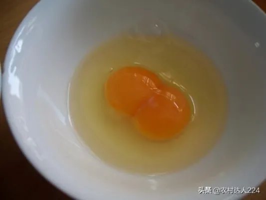 鸡为什么会下双黄蛋?