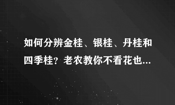 如何分辨金桂、银桂、丹桂和四季桂？老农教你不看花也能区分它们
