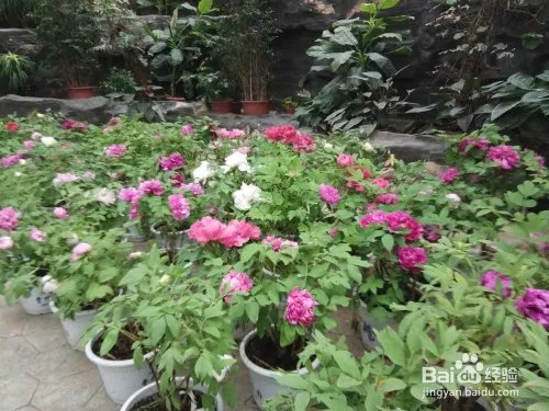游玩菏泽牡丹园攻略(近期)