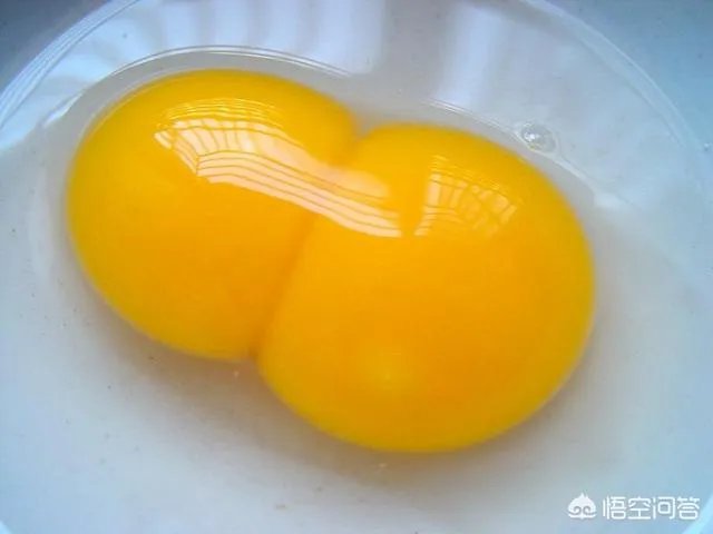 鸡为什么会下双黄蛋?
