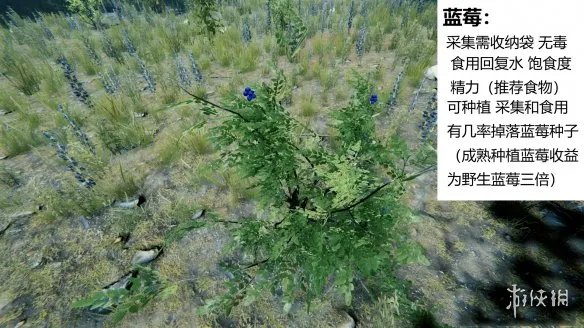《森林》游戏植物有什么 the forest植物图鉴分享