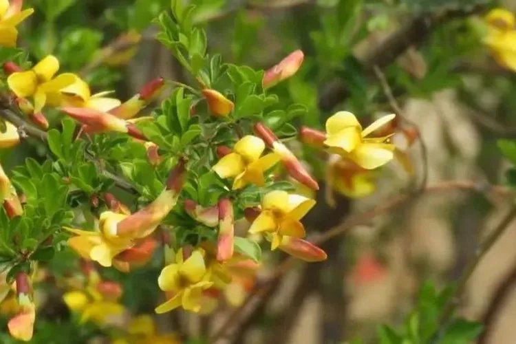 阳雀花图片大全
