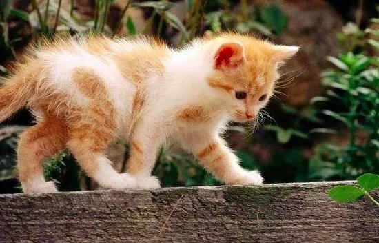 动物园的猴子都会开锁了，你养过什么很聪明的小动物吗？
