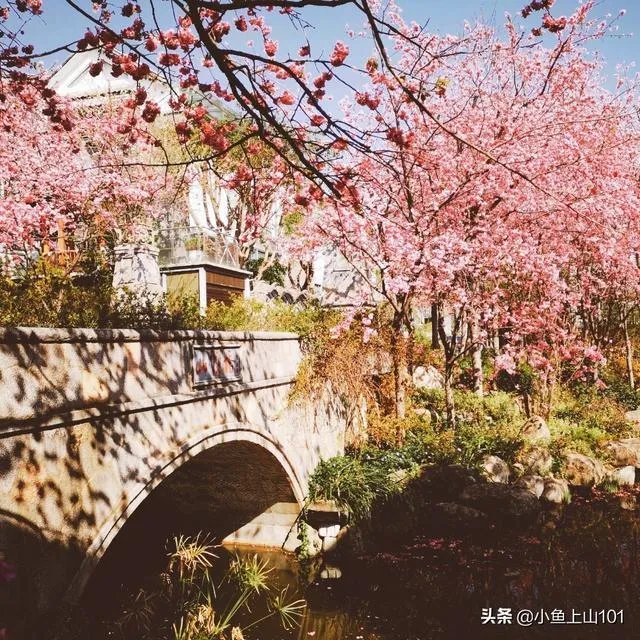 大理大学的樱花真的很多吗?好看吗?