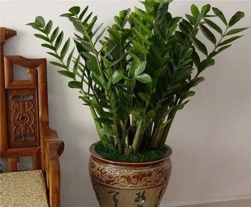 室内盆栽植物大全 五种适宜室内栽种的植物