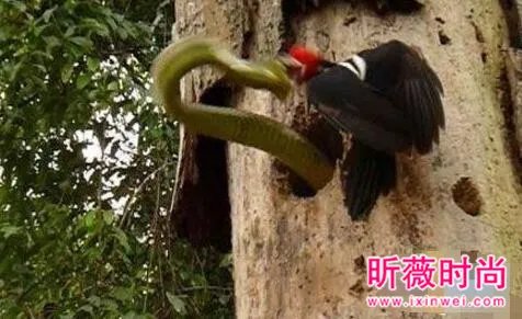 啄木鸟大战3米长毒蛇 下一幕轰动世界（图）