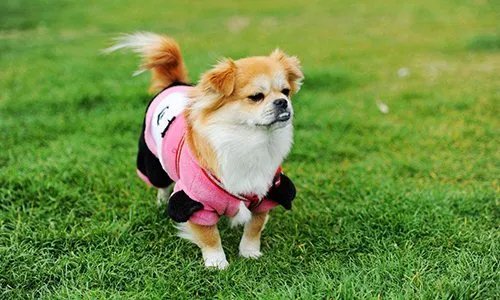 女子花2千为去世爱犬办告别仪式,感情能否用金钱衡量?