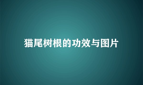 猫尾树根的功效与图片